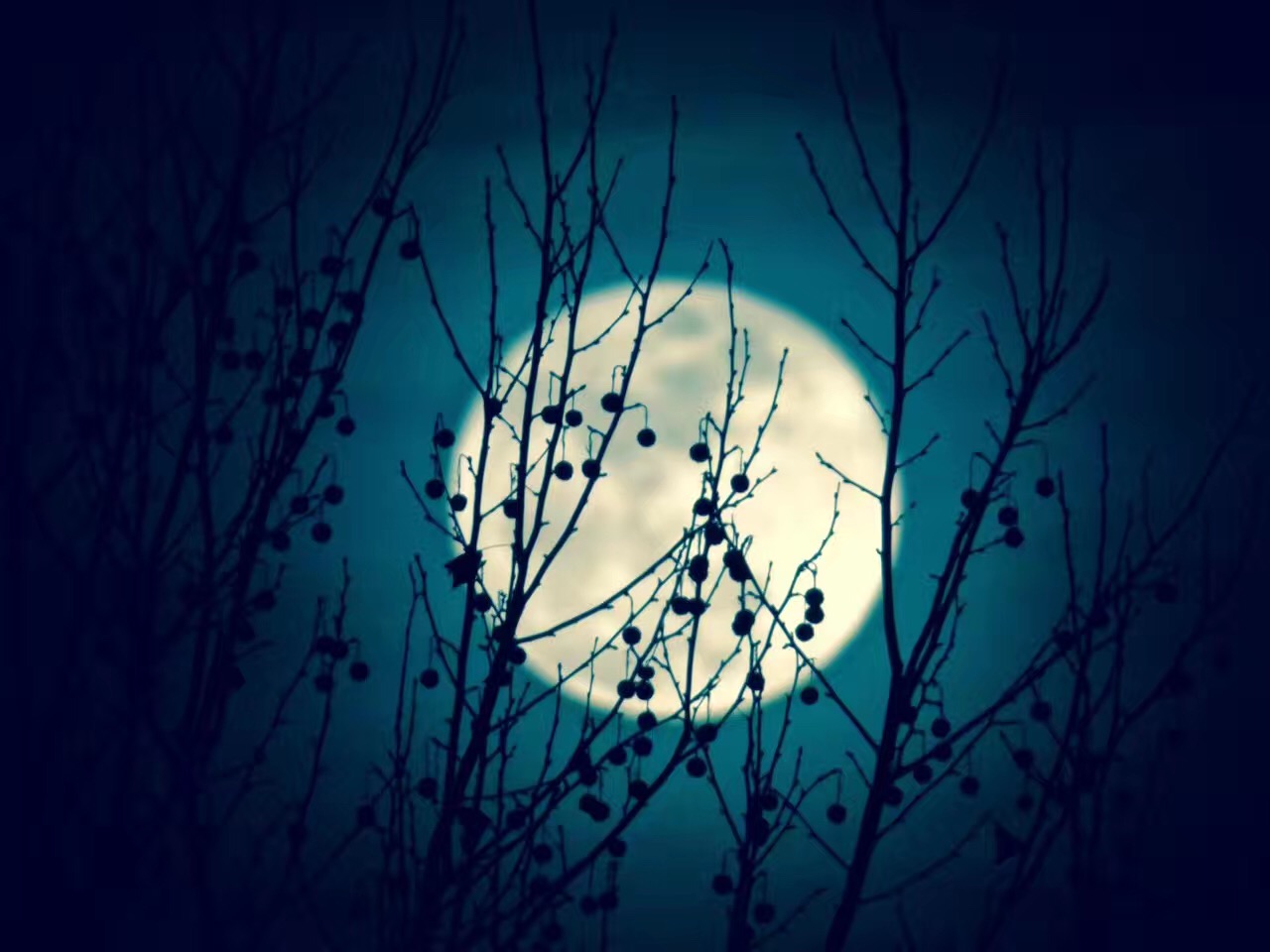 Autumn moon through branches and berries