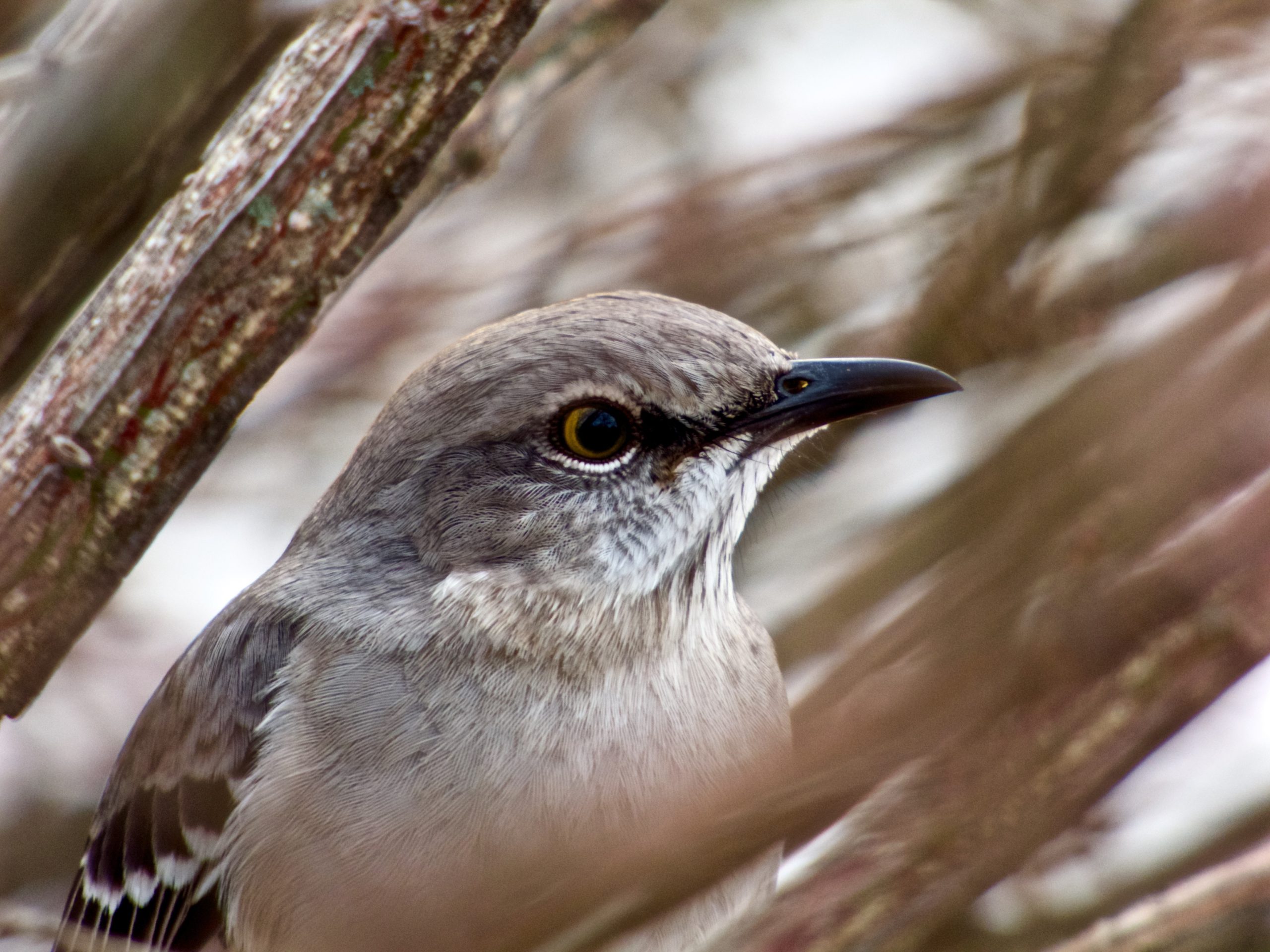 Mocking Bird enjoying the moment