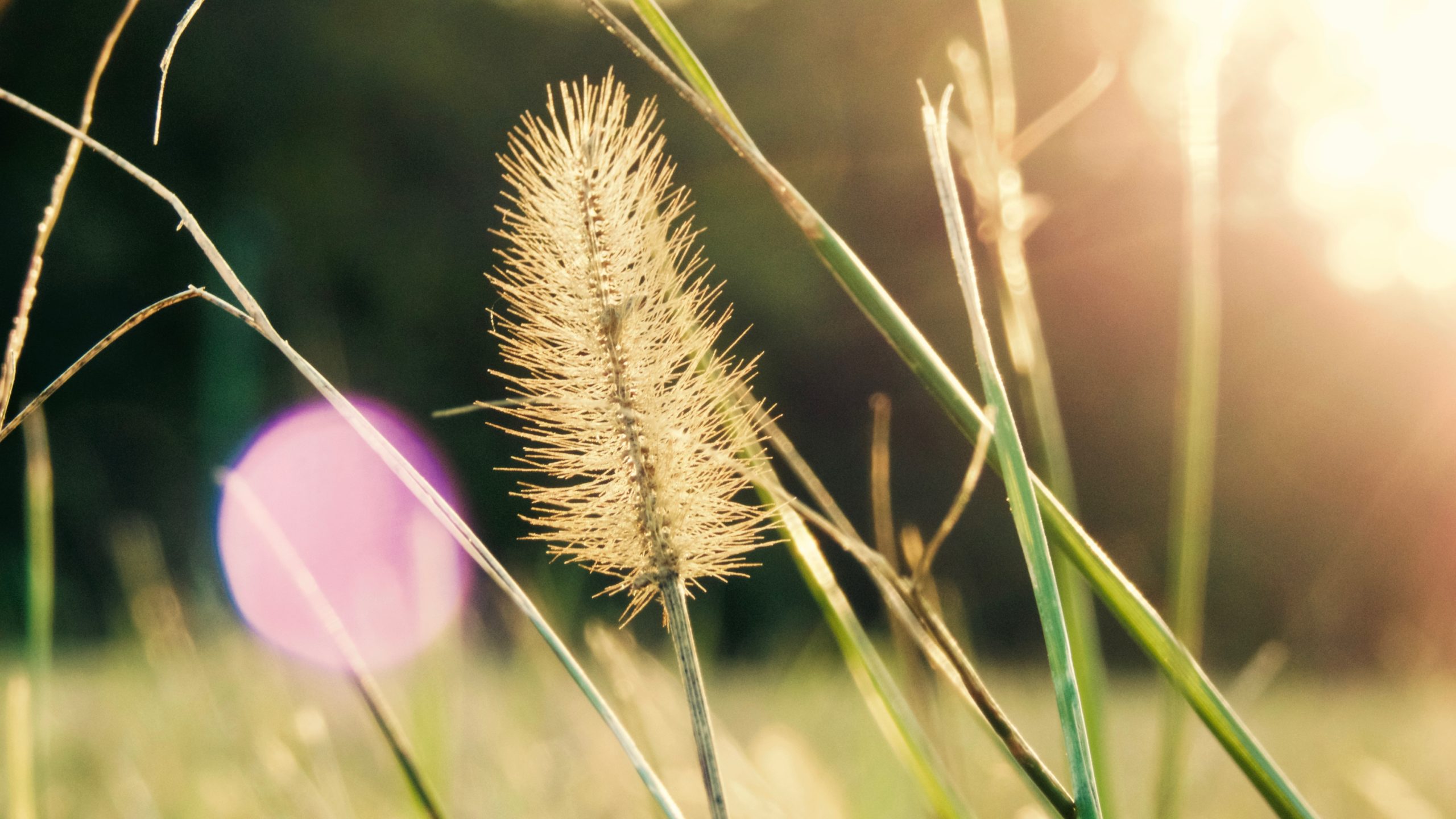 Glorious light of nature