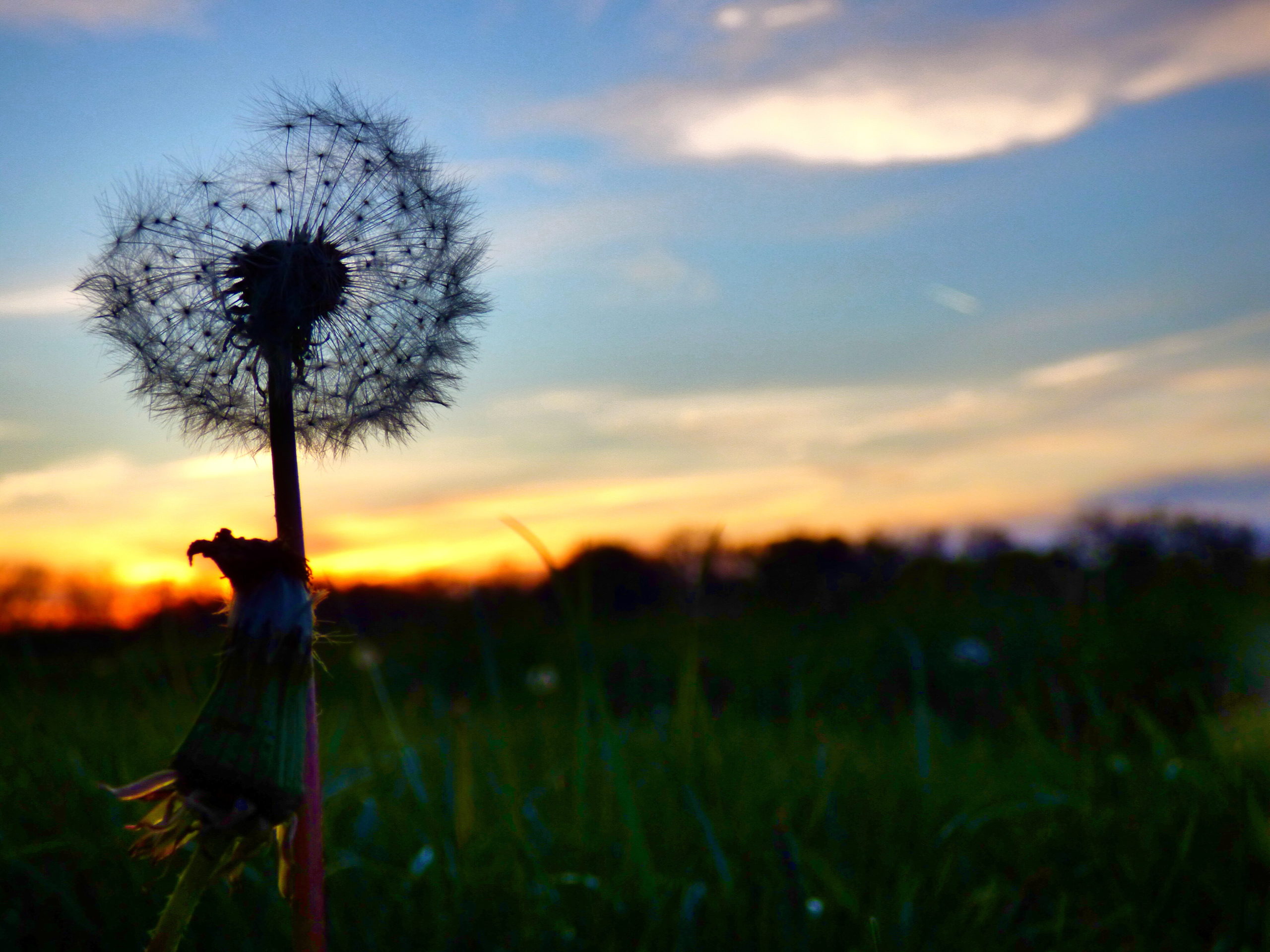 Make a wish - dandelion dreams
